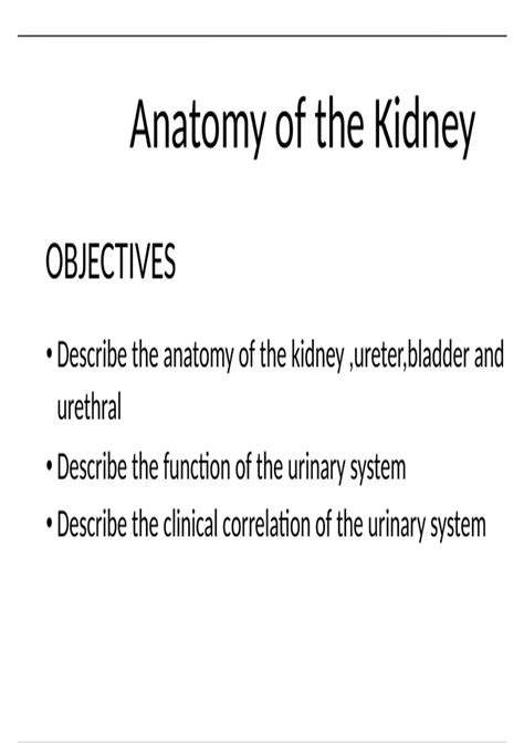 Summary ANATOMY OF THE KIDNEY - Human Anatomy - Stuvia US