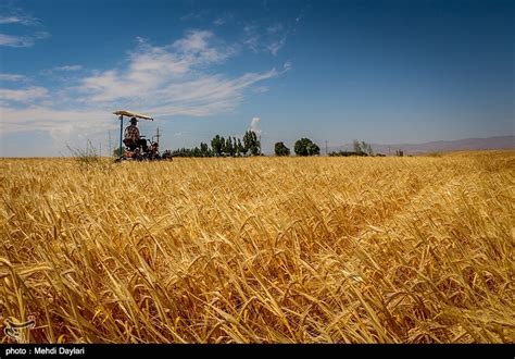 کشت بیش از 340 هزار هکتار گندم در استان گلستان اخبار استانها تسنیم