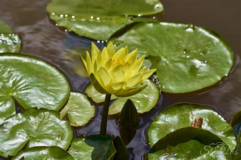 Yellow Water Lily - Steve Lees Photography