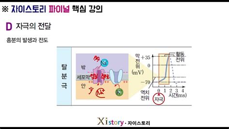 생명과학1 D단원 자극의 전달1 개념강의 Youtube