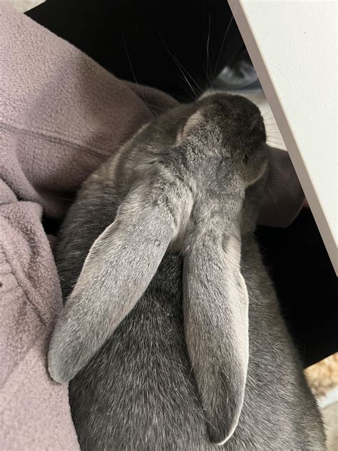 Why does he jump on my lap and hangs here and then randomly bites me