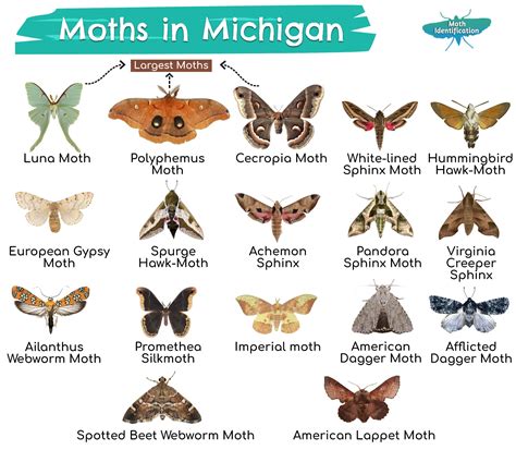 Types of Moths in Michigan