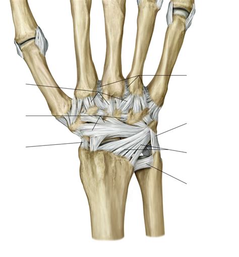 Hand And Wrist Diagram Quizlet