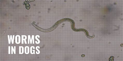 Worms in Dogs – Prevention, Dog Worm List, Treatment & FAQs