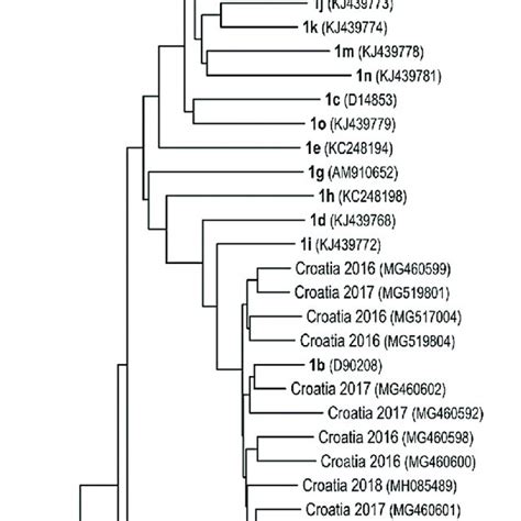 Phylogenetic Tree Of Selected Human Hepatitis C Virus Hcv Isolates