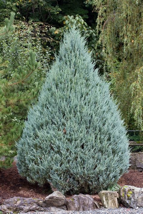 Juniperus Scopulorum Wichita Blue Juniper Garden Center Marketing