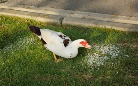 Best Treats For Ducks Quack Tastic Snaks Learnpoultry