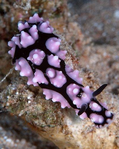 35 Exquisitely Stunning And Unique Sea Slugs Images That Will Mesmerize