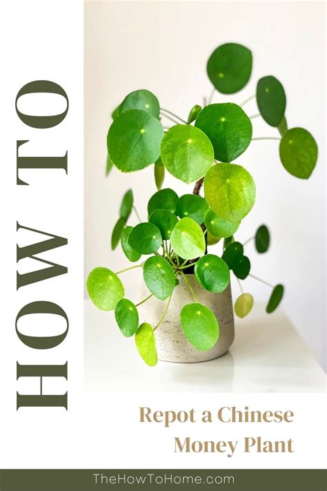 How To Repot A Chinese Money Plant The How To Home