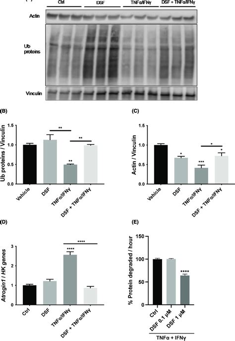 Disulfiram Exerts Anti Catabolic Action On Atrophying Myotubes