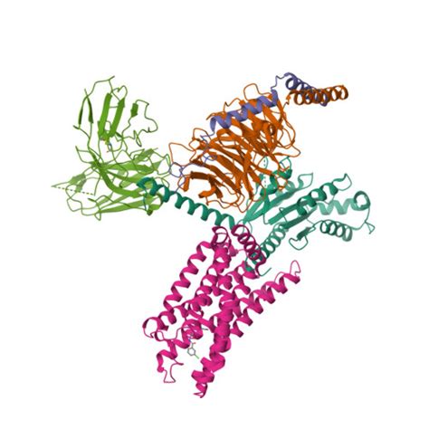 RCSB PDB 7VUG Cryo EM Structure Of A Class A Orphan GPCR In Complex