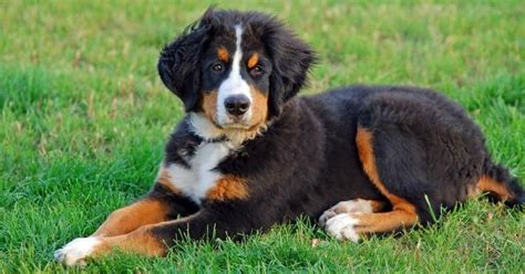 Bernese Mountain Dog Size Chart | Growth & Weight Chart