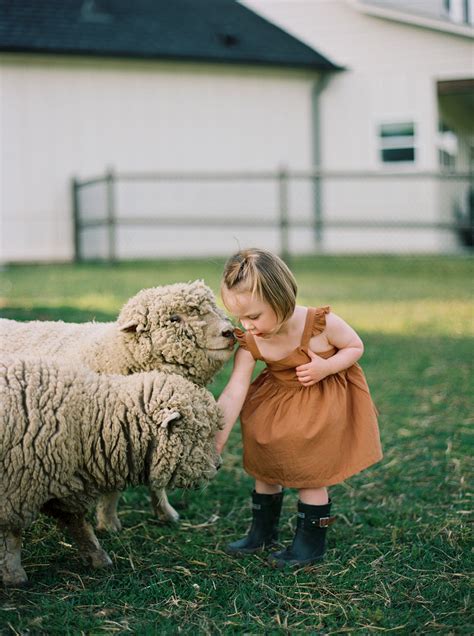 Babydoll Sheep: Everything You Need to Know | Everly & Raine Co.