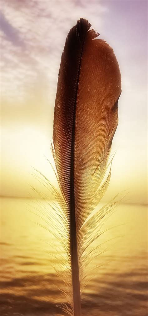 Feathers Feather Galaxy Note Hd Phone Wallpaper Peakpx