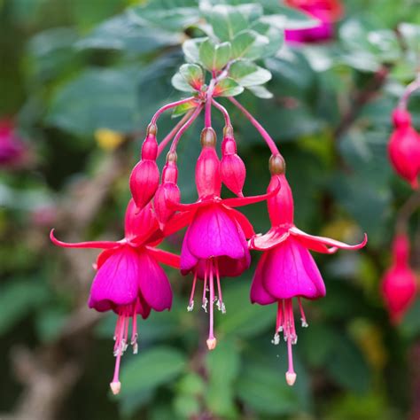 Growing Fuchsias How To Plant Raise And Use The Berries 45 Off