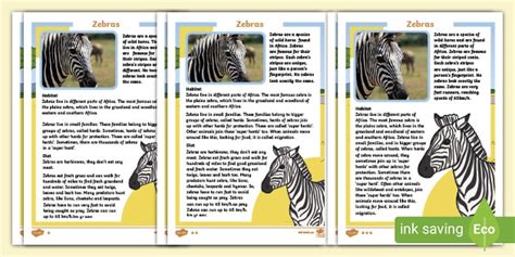 Zebra Facts for Kids - Twinkl Homework Help - Twinkl