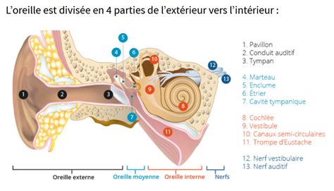 Le mot du médecin Par Romain G Le Zident Plongée Arc en Ciel