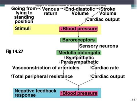 Cardiac output, blood flow, and blood pressure