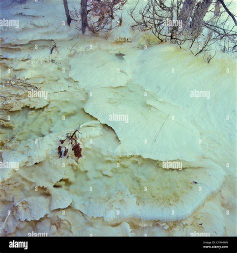 Mineral Formations At A Hot Spring Mammoth Hot Springs Yellowstone National Park Wyoming USA