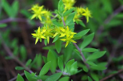 Sedum Sarmentosum Tsurumannengusa