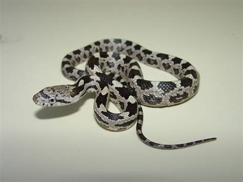 Newborn Timber Rattlesnake