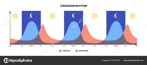 Circadian Rhythm Infographic Poster Melatonin Cortisol Produced Human Brain Colorful Vector