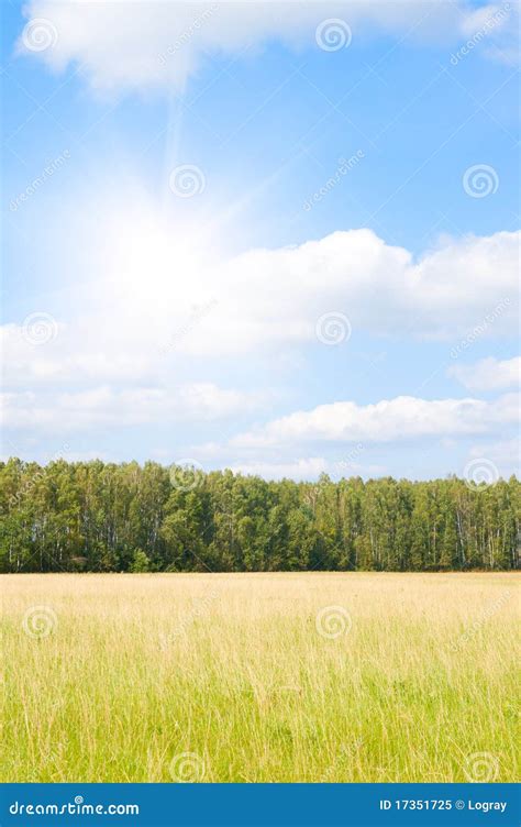 Yellow Grass Field Near Forest Edge Stock Image Image Of Land Environment 17351725