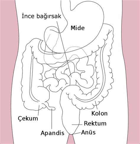 Kolon Anatomi Wikiwand