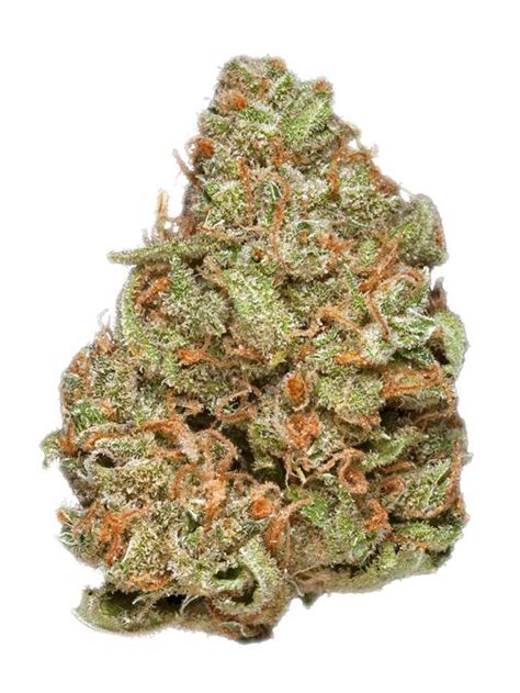 Blue Frost Strain Hybrid Cannabis Review 220 Thc10 Cbd