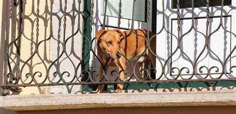 10 Best Guard Dog Breeds For Apartment Life Top Picks