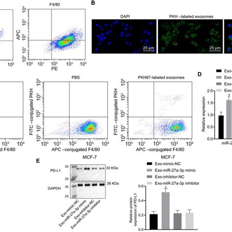 Breast Cancer Cells Mcf‐7‐derived Exosomes‐encapsulated Mir‐27a‐3p