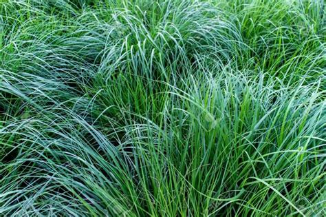 How To Kill Invasive Ornamental Grasses Ornamental Grass Control