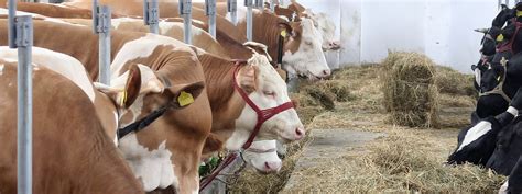 Importancia De La Alimentación Del Ganado Consejo Mexicano De La Carne