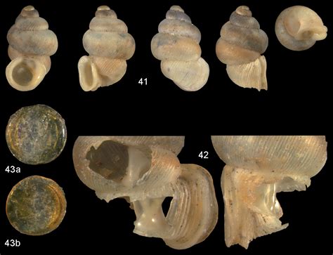 The Diplommatinidae Of Fiji A Hotspot Of Pacific Land Snail Biodiversity Caenogastropoda