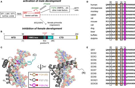 Frontiers Tenuous Transcriptional Threshold Of Human Sex