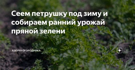 Сеем петрушку под зиму и собираем ранний урожай пряной зелени | Азбука ...