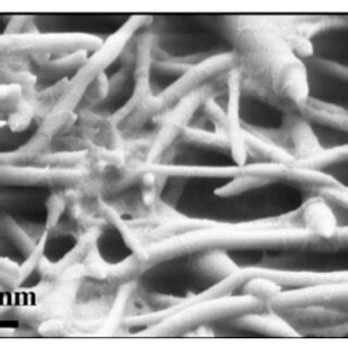 A Sem Images Of Pan Electrospun Nanofibers B Cellulose