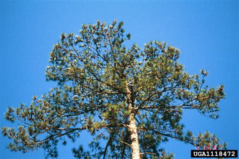 Meet A Tree Meet The Loblolly Pine Pinus Taeda