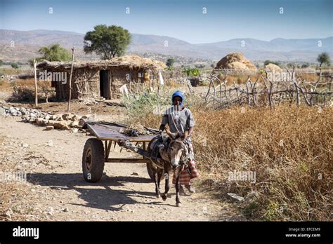 Donkey Pulled Cart Tigray Region Africa Stock Photo Alamy