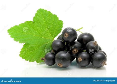 Hojas De La Grosella Negra Y Del Verde En Un Blanco Imagen De Archivo