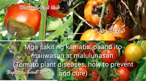 Mga Sakit Ng Tanim Na Kamatis Paano Ito Maiiwasan At Malulunasan YouTube