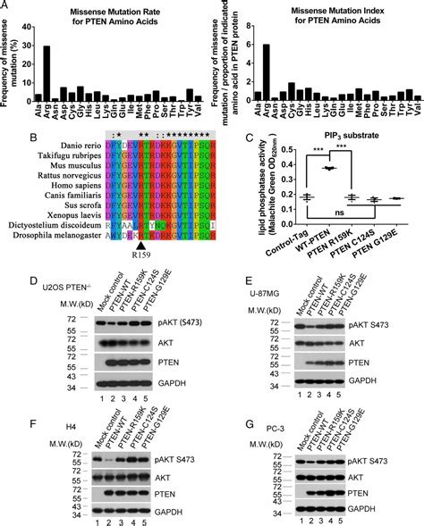 Pten Arginine Methylation By Prmt6 Suppresses Pi3kakt Signaling And