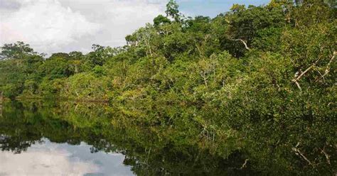 Trois Ans Pour Sauver Lamazonie Un Rapport R V Le Que Millions D