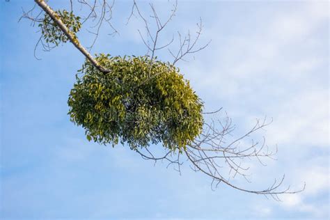 Mistletoe parasite plant stock image. Image of christmas - 169381503