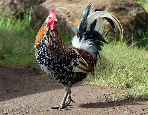 Rooster - Life Long Voyage