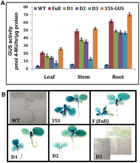 A GUS Enzyme Activity Among Different Transgenic Groups In Leaves