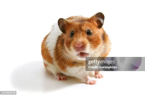 hamsters   premium high res pictures getty images