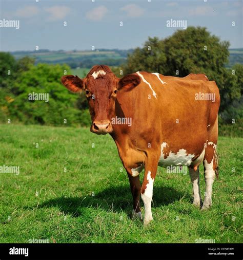 Ayrshire cow hi-res stock photography and images - Alamy