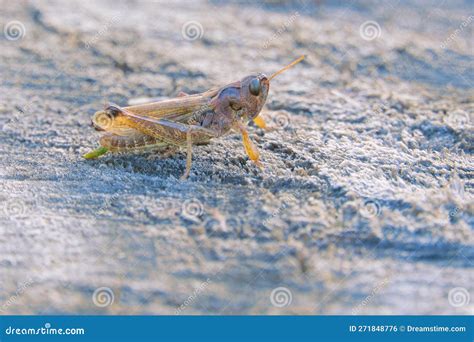 Brown Locust Stock Photo Image Of Grasshopper Locusts 271848776
