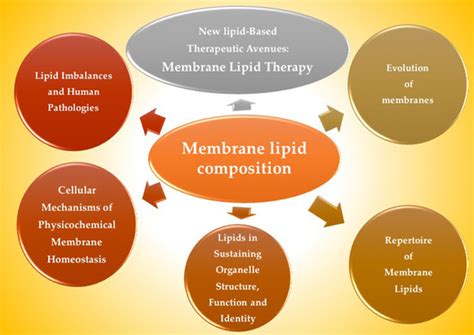 Ijms Free Full Text Membrane Lipid Composition Effect On Membrane